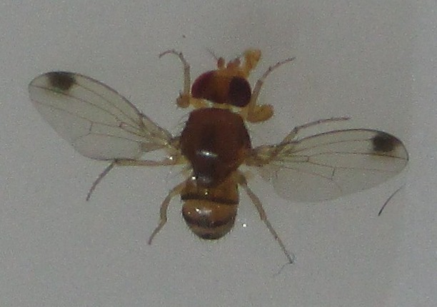 Drosophila suzukii - Azijska vinska mucica 03.jpg